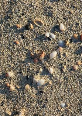 Shells close up Elafonisi