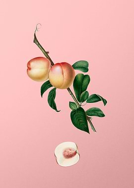 Vintage White Walnut Fruit