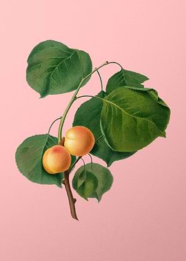 Vintage Yellow Apricot Art