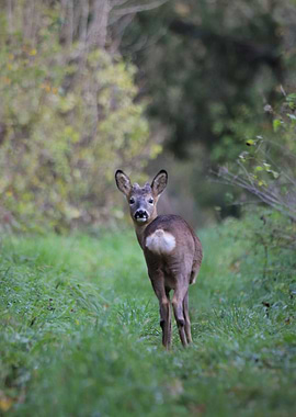 Young roe deer