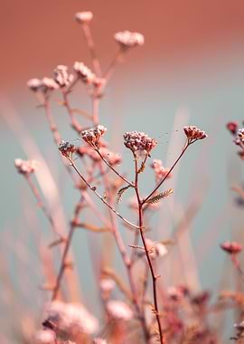 Pink and teal