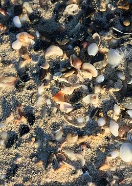 Shells close up Elafonisi