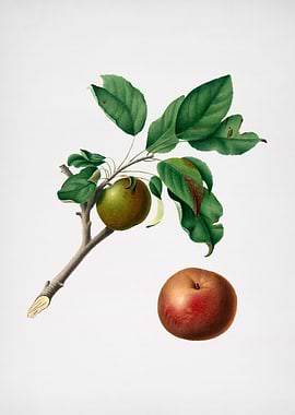 Vintage Apple Fruit Poster