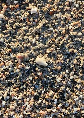 Shells beach Elafonisi