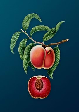 Vintage Carrot Peach Fruit