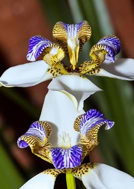 Apostles Iris Couple