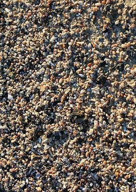 Shells beach Elafonisi