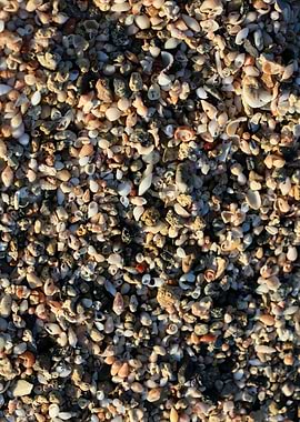 Shells beach Elafonisi