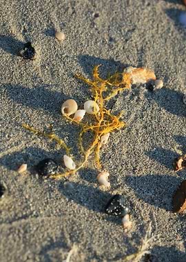 Shells beach Elafonisi