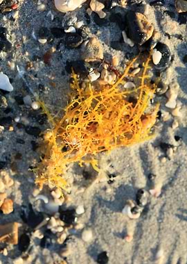 Sea life macro elafonisi