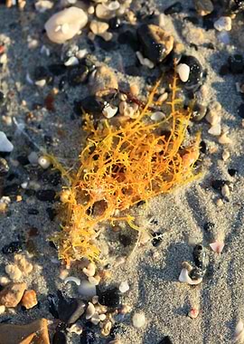 Sea life macro elafonisi