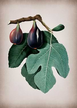Vintage Fig Fruits Poster