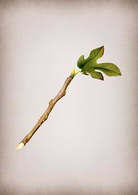 Vintage Fig Fruits Poster