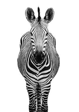 HIGH KEY ZEBRA