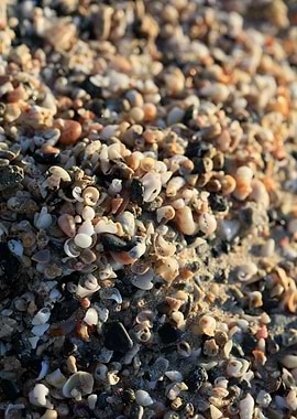 Sea life macro elafonisi