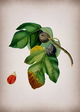 Vintage Fig Fruits Poster