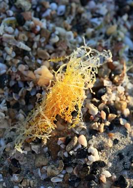 Sea life macro elafonisi