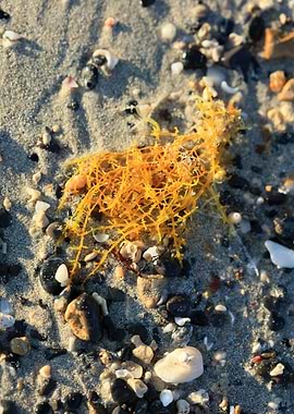 Sea life macro elafonisi