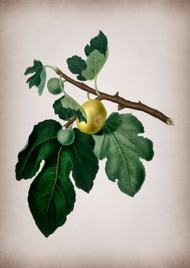 Vintage Fig Fruits Poster