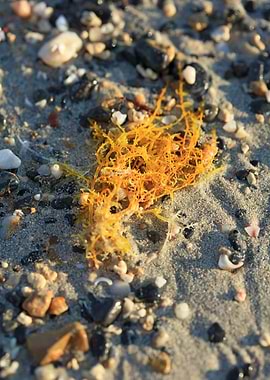 Sea life macro elafonisi