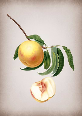 Vintage Duracina Peach Art
