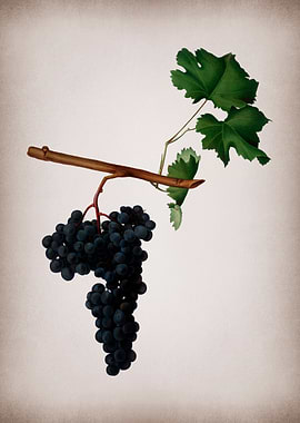 Vintage Dolcetto Grapes