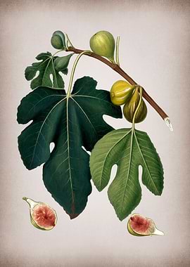 Vintage Fig Fruits Poster