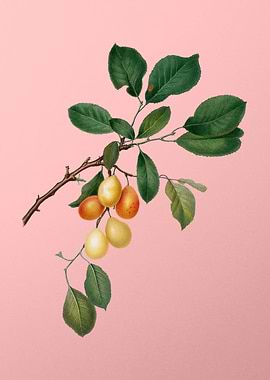 Vintage Cherry Fruits Food