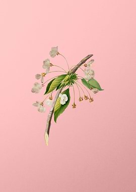 Vintage Cherry Plum Flower