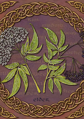 Celtic Elder