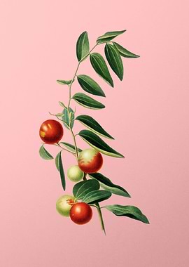 Vintage Chinese Jujube Art