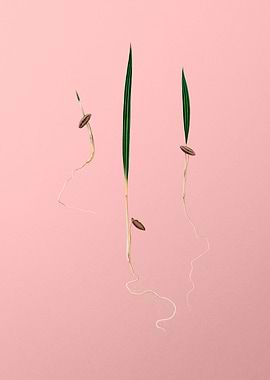 Vintage Date Palm Fruit