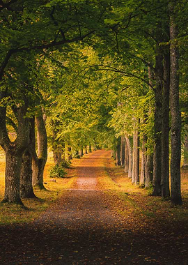 Autumn Morning Alley