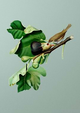 Vintage Fig Branch Bird