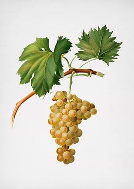 Vintage Grape Vine Fruit