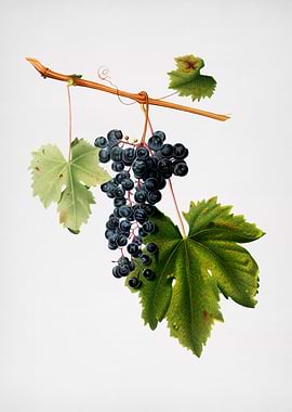 Vintage Grape Colorino Art