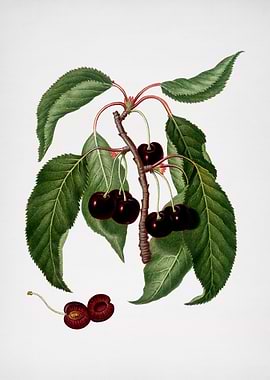 Vintage Hard Flesh Cherry