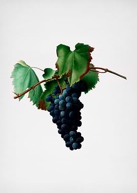 Vintage Grape Vine Fruit