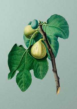 Vintage Fig Branch Fruits