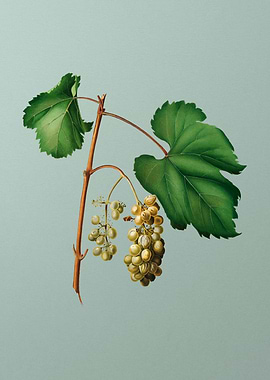 Vintage Friulli Grapes Art