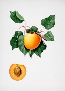 Vintage German Apricot Art