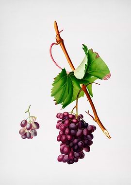 Vintage Grape Barbarossa