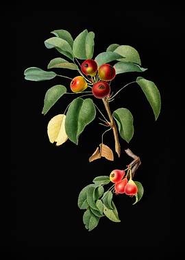 Vintage Musky Pear Fruit