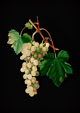 Vintage Muscat Grape Fruit