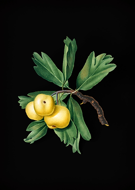 Vintage Hawthorne Fruit