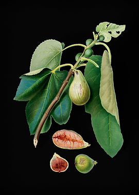 Vintage Monaco Fig Fruit