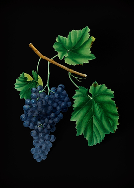 Vintage Lacrima Grapes Art