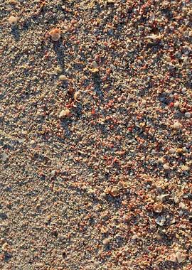 Shells backgroun Elafonisi