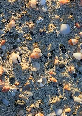 Shells backgroun Elafonisi