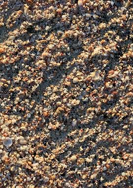 Shells backgroun Elafonisi